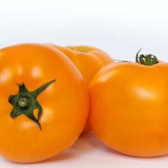 КС 97 F1, KS 97 F1 - томат індетермінантний, 100 насінин, Kitano Seeds