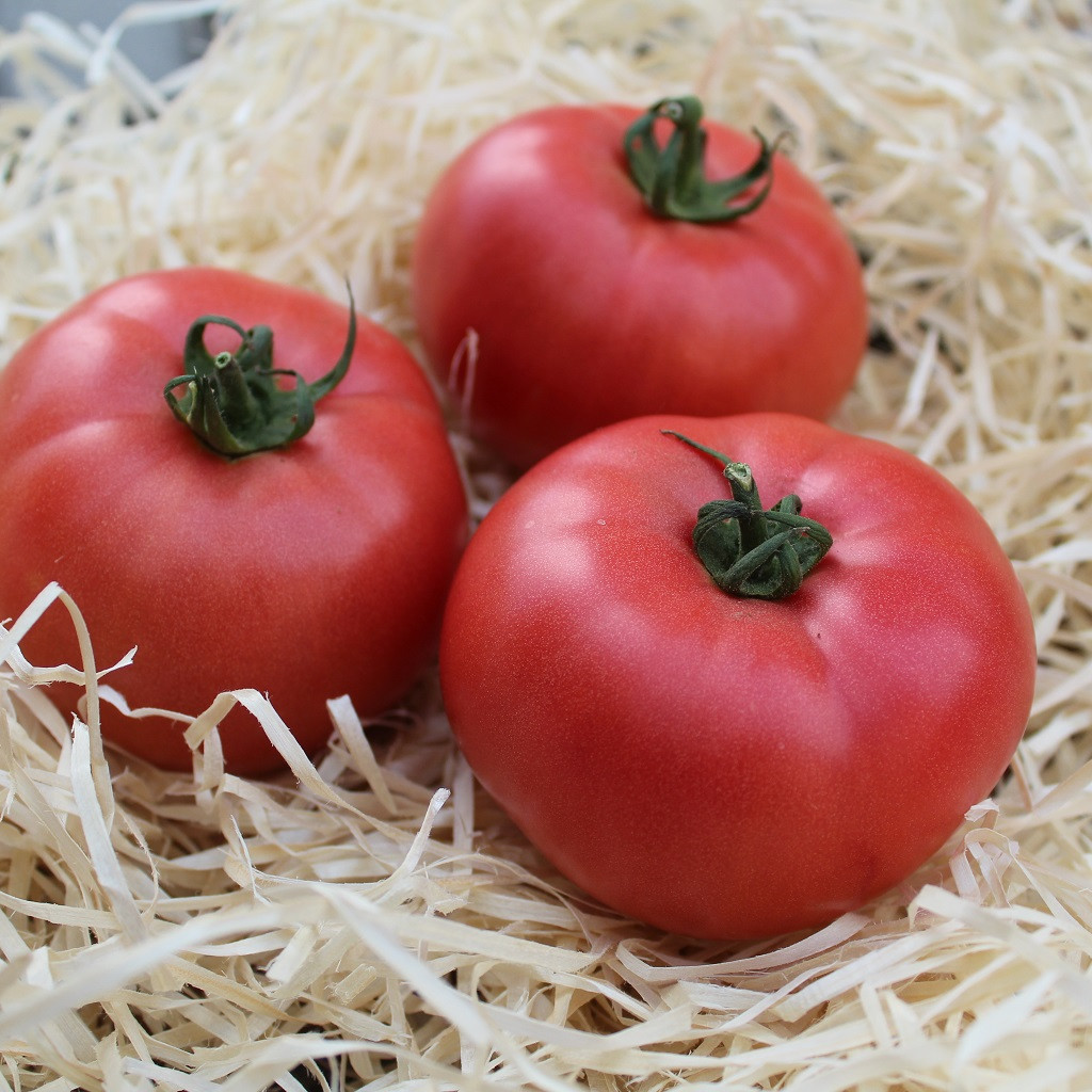 Дейзі (PL 6210) F1, Deyzi (PL 6210) F1 - томат індетермінантний, 100 насінин, Asia Seed