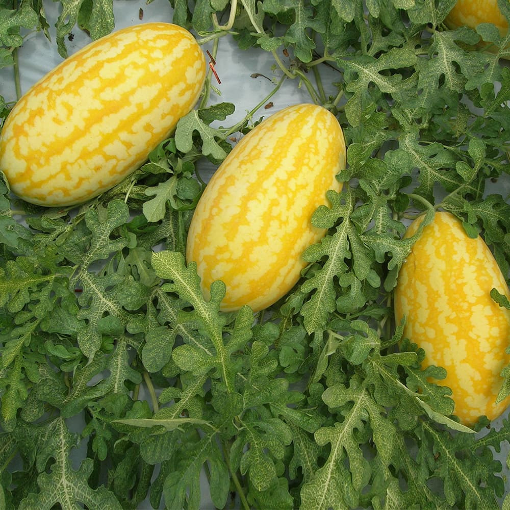 Жако (PL 6003) F1, Zhako (PL 6003) F1 - кавун, 500 насінин, Asia Seed