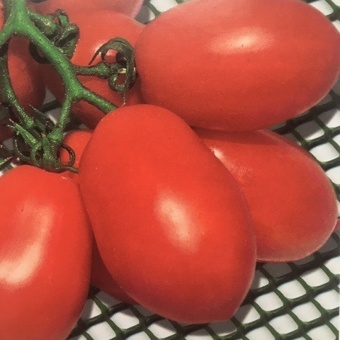 Рома, Roma - томат детермінантний, 10 грам, Hortus