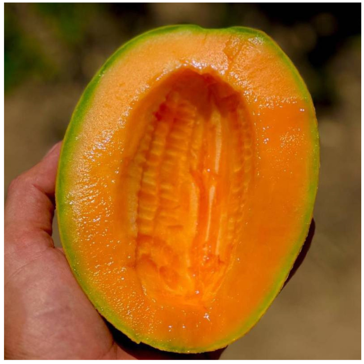 Каро (INX 1244) F1, KARO (INX 1244) F1 - диня, 100 насінин, INNOVA SEEDS