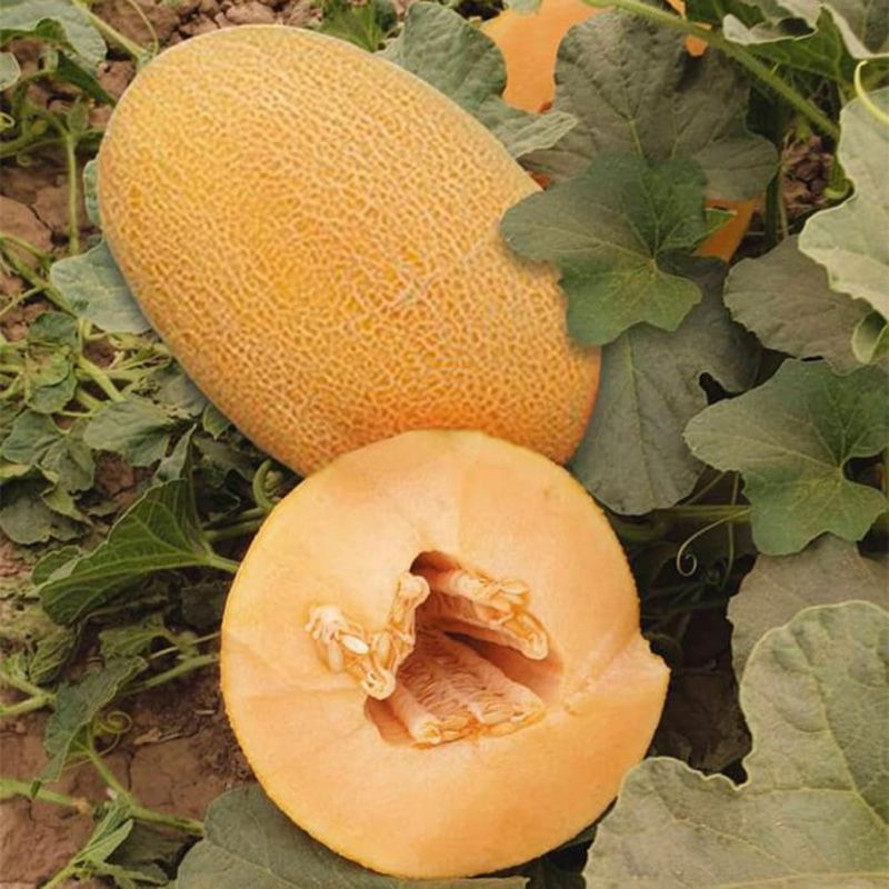 ES 25157 F1 - диня, 100 насінин, Ergon Seed