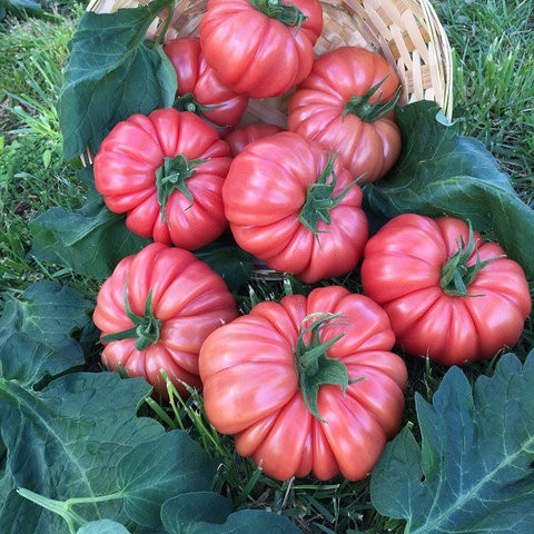 Пінк Кой (Рожевий) F1, Pink Coy (Pink) F1 - томат індетермінантний, 500 насінин, Yuksel Seeds