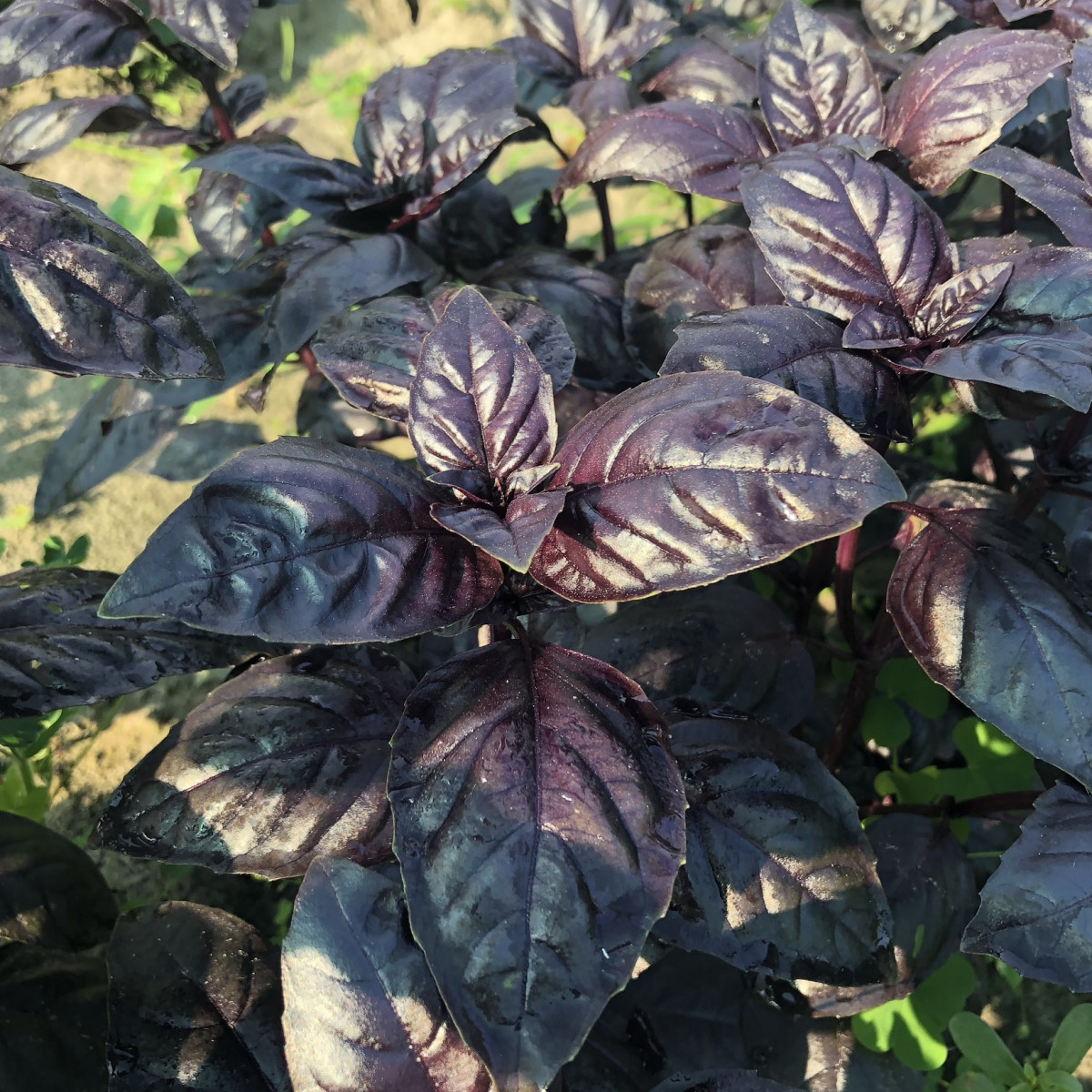 Вiolet King, Violet King - базилік, 500 грам, Spark Seeds