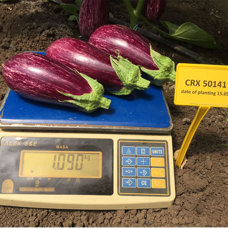 ЦРХ 50141 F1, CRX 50141 F1 - баклажан, 100 насінин, Cora Seeds