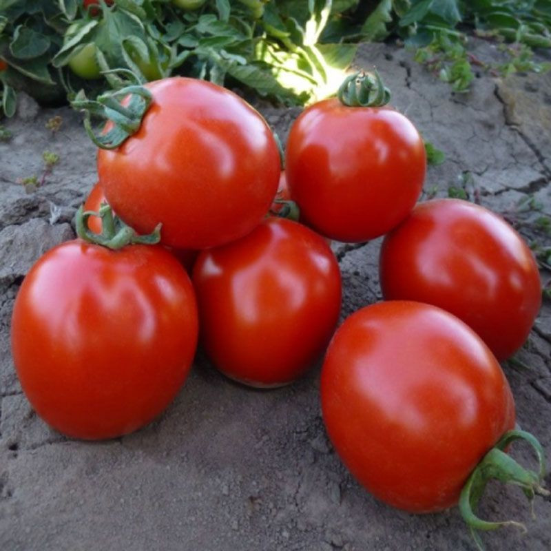 КС 215 F1, KS 215 F1 - томат детермінантний, 1000 насінин, Kitano Seeds