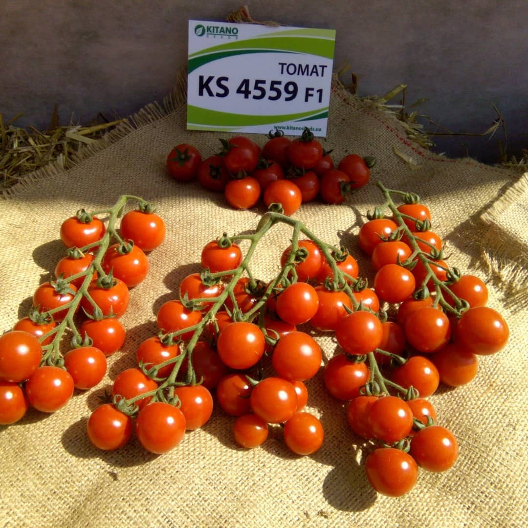 Ітіро (КС 4559) F1, Itiro (KS 4559) F1 - томат індетермінантний, 500 насінин, Kitano Seeds
