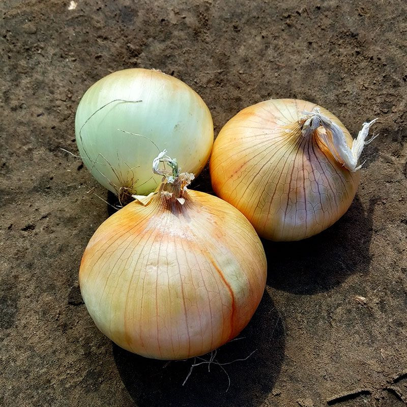 Каптива (ЦРХ 2554) F1, Kaptiva (CRX 2554) F1 - цибуля озима, 250000 насінин, Cora Seeds