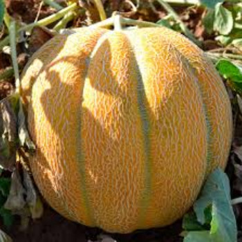 Бест Джамбо, Best Jambo - диня, 500 грам, Hortus