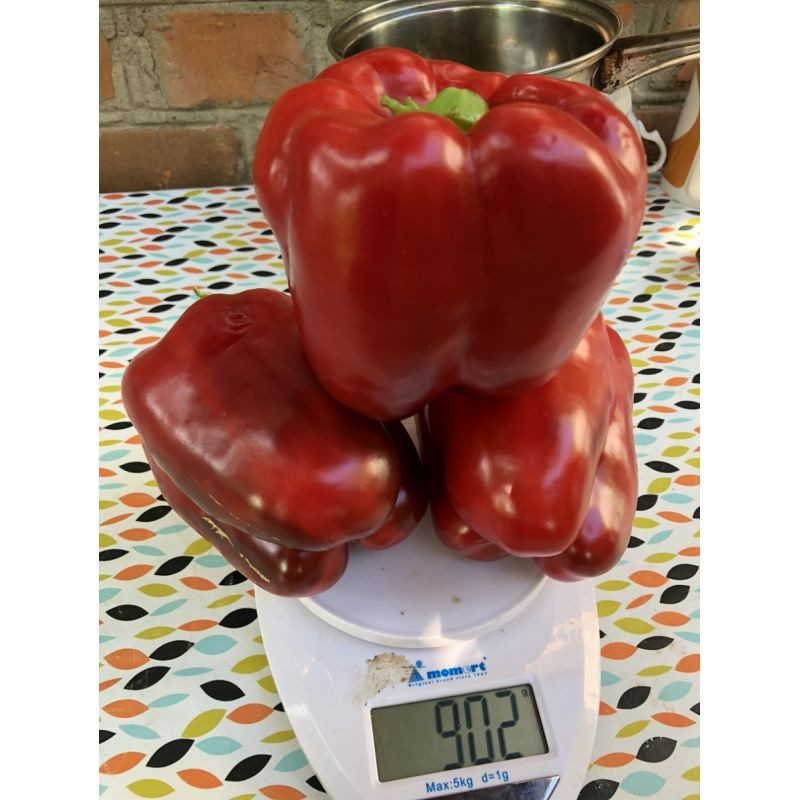 1601 F1 - перець, 500 насінин, Spark Seeds