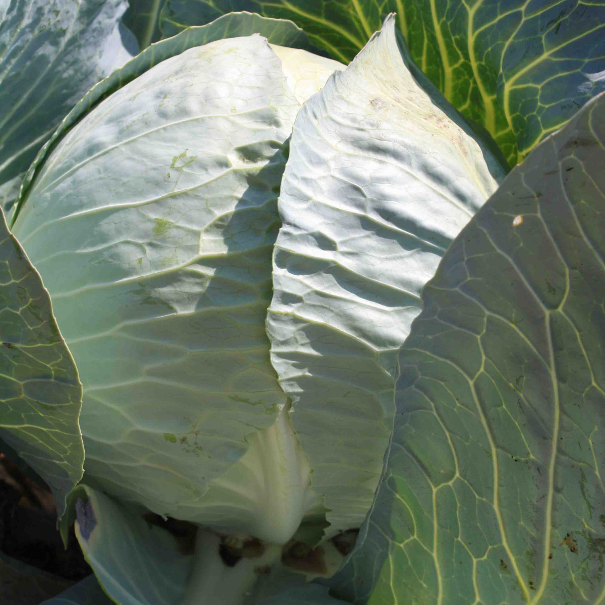 Структа F1, Strykta F1 - капуста білоголова, 2500 насінин, Takii Seeds