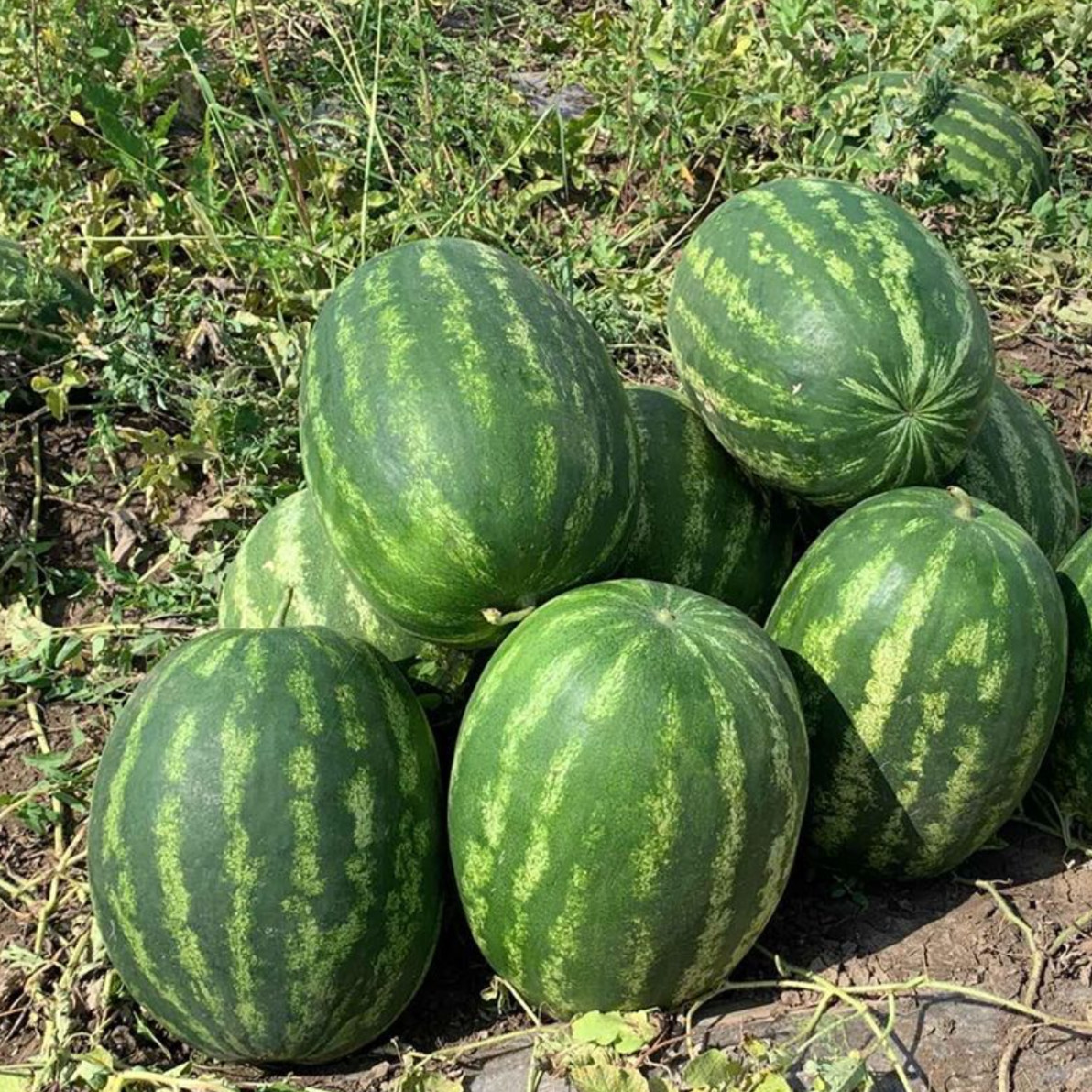 Грін Джар F1, Green Jar F1 - кавун, 1000 насінин, Seminis