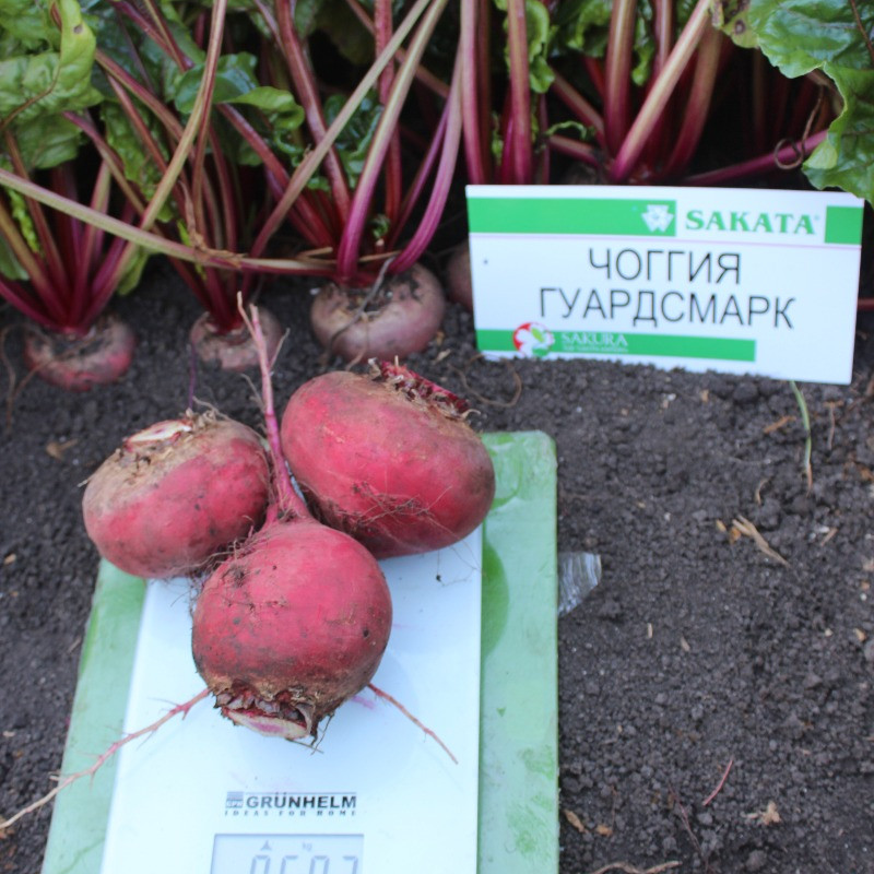 Чіогія Гардсмарк, Chiogia Gardsmark - буряк, 10000 насінин, Sakata