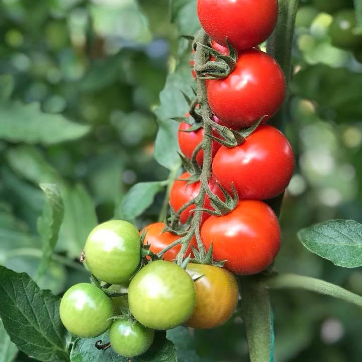 Арома F1, Aroma F1 - томат індетермінантний, 100 насінин, Yuksel Seeds