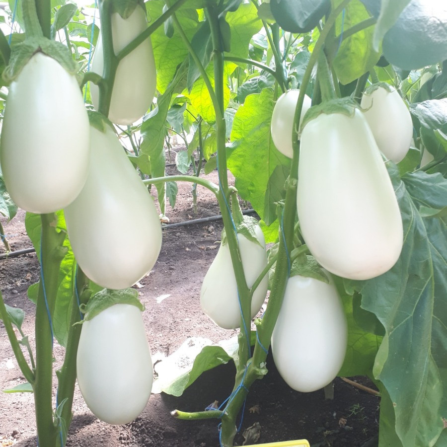 Албана (ЦРХ 50187) F1, Albana (CRX 50187) F1 - баклажан, 250 насінин, Cora Seeds