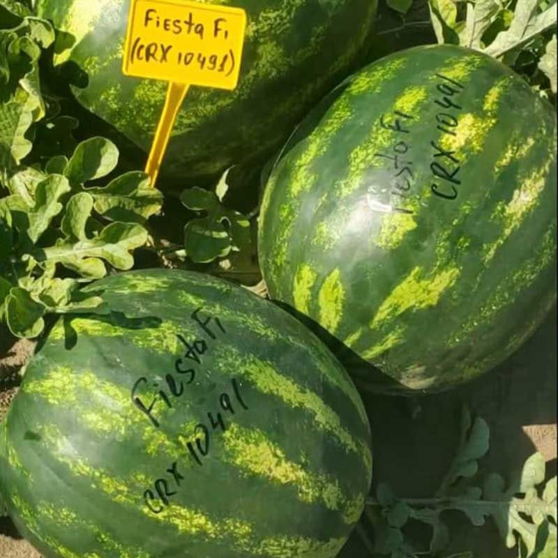 Фієста (CRX 10491) F1, Fiesta (CRX 10491) F1 - кавун, 1000 насінин, Cora Seeds