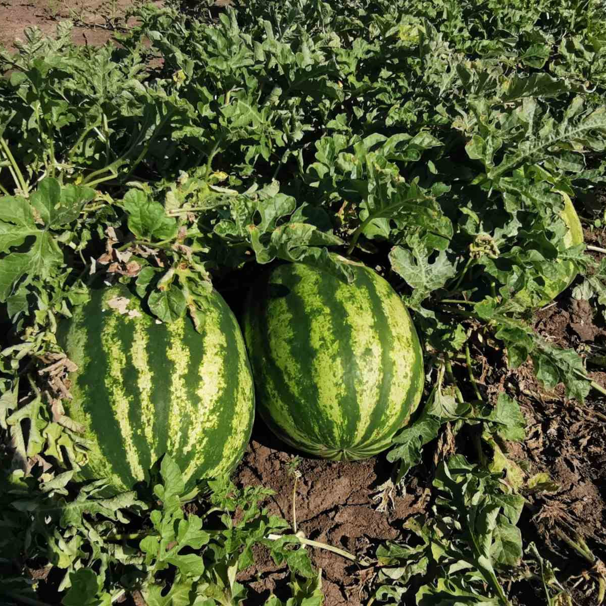 Кримсон Світ, Crimson Sweet - кавун, 0,5 кг, INNOVA SEEDS
