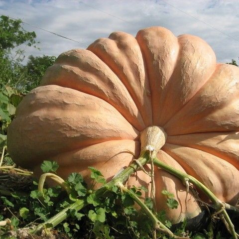 Атлантичний гігант, Atlantic Gigant - гарбуз, 50 грам, Hortus