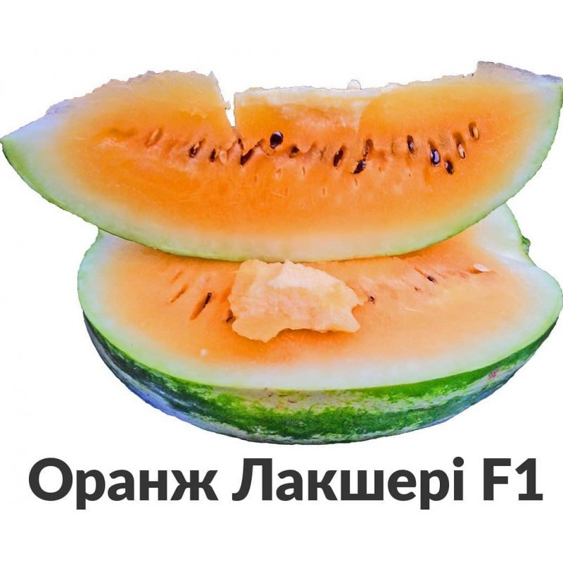 Оранж Лакшері F1, Oranzh Laksheri F1 - кавун, 500 насінин, Lark Seeds