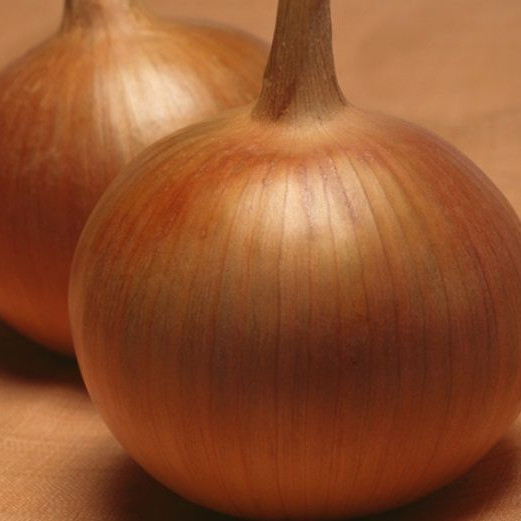 Бонус F1, Bonus F1 - цибуля ріпчаста, 250000 насінин, Takii Seeds