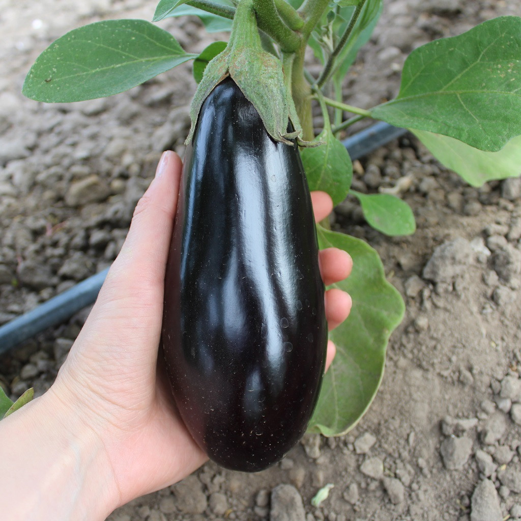 Чівас (PL 6760) F1, Chivas (PL 6760) F1 - баклажан, 500 насінин, Ergon seeds