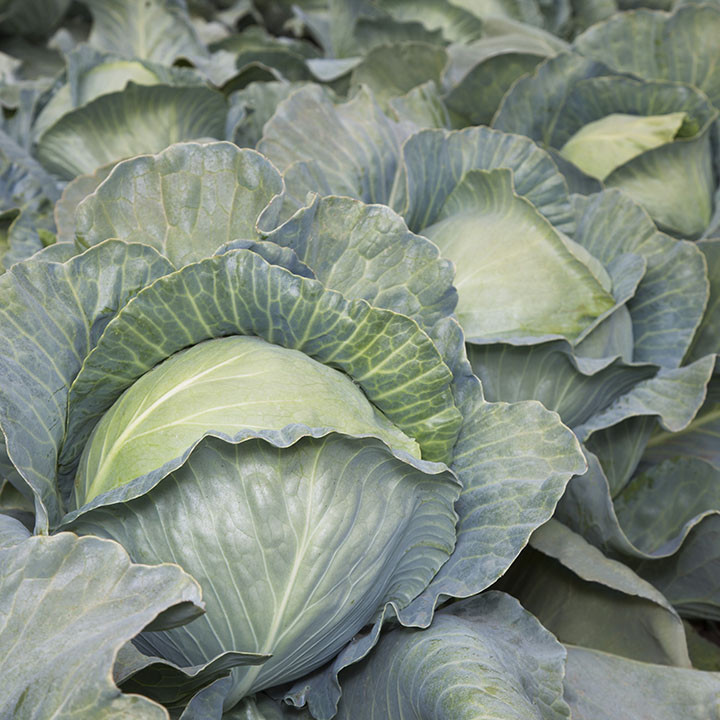 Аксона (КС 29) F1, Aksona (KS 29) F1 - капуста білоголова, 2500 насінин, Kitano Seeds
