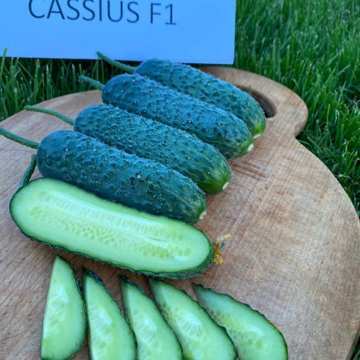 Кассіус ЗКИ (1507) F1, Cassius ZKI (1507) F1 - огірок партенокарпічний, 100 насінин, INNOVA SEEDS