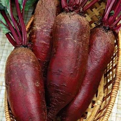 Ренова, Renova - буряк, 1 кг, Moravoseed
