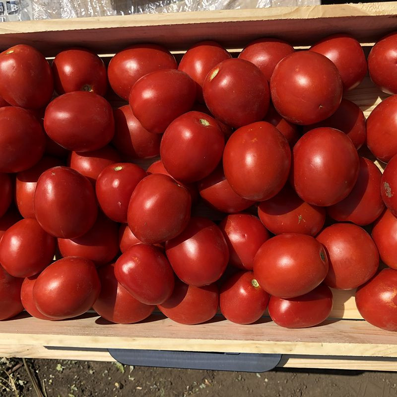 9969 F1 - томат детермінантний, 500 семян, Spark Seeds