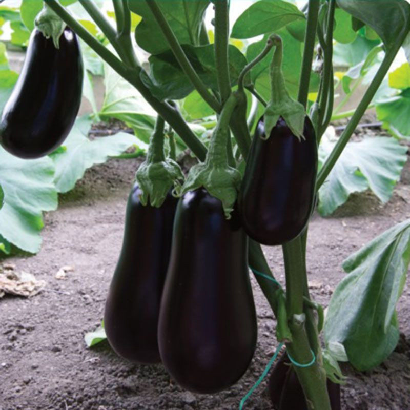 ES 3592 F1 - баклажан, 100 насінин, Ergon Seeds