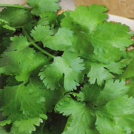 Американо, Americano - коріандр, 500 грам, Hortus