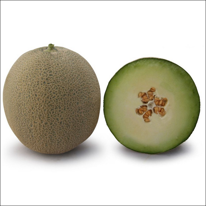 КС 7044 F1, KS 7044 F1 - диня, 100 насінин, Kitano Seeds