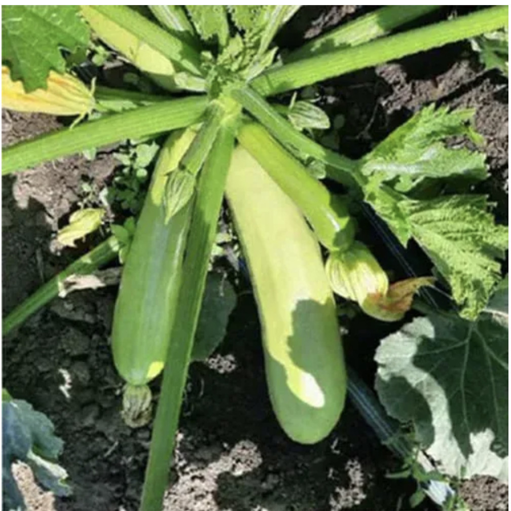ES 60002 F1 - кабачок, 500 насінин, Ergon seeds