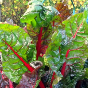 Манголд червоний, Chard Red - буряк, 500 грам, Hortus