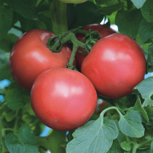 ТЕХ 2721 F1, TEX 2721 F1 - томат індетермінантний, 500 насінин, Takii Seeds