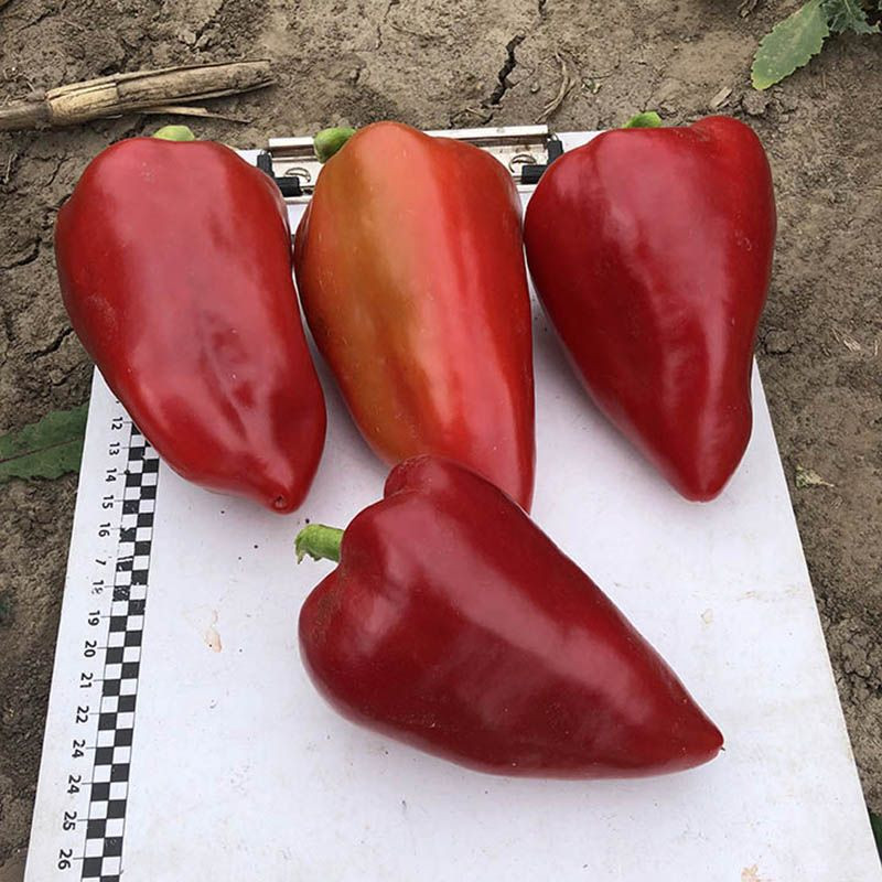 Кольт F1, Kolt F1 - перець солодкий, 500 насінин, Spark Seeds