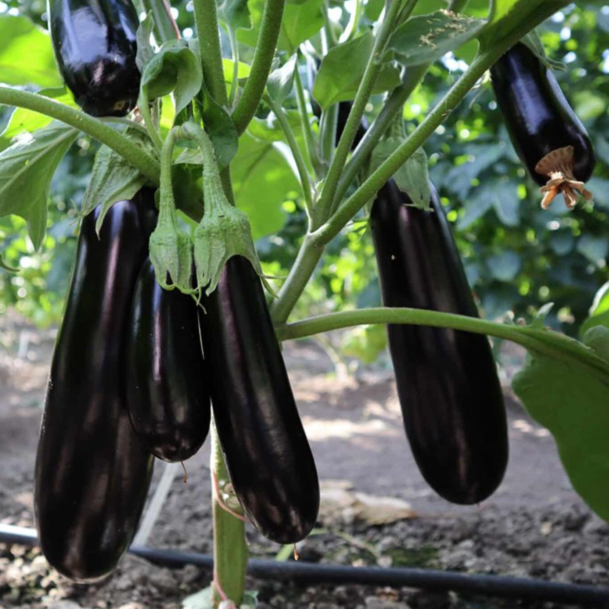 ES 35008 F1 - баклажан, 500 насінин, Ergon seeds