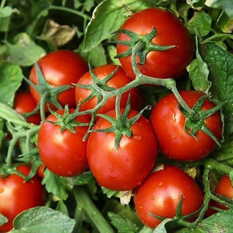 КС 390 F1, KS 390 F1 - томат детермінантний, 500 насінин, Kitano Seeds