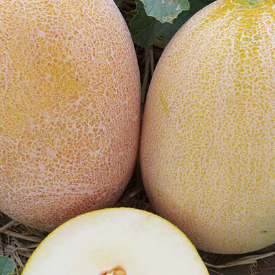 Емі (INX 1037) F1, EMI (INX 1037) F1 - диня, 100 насінин, INNOVA SEEDS