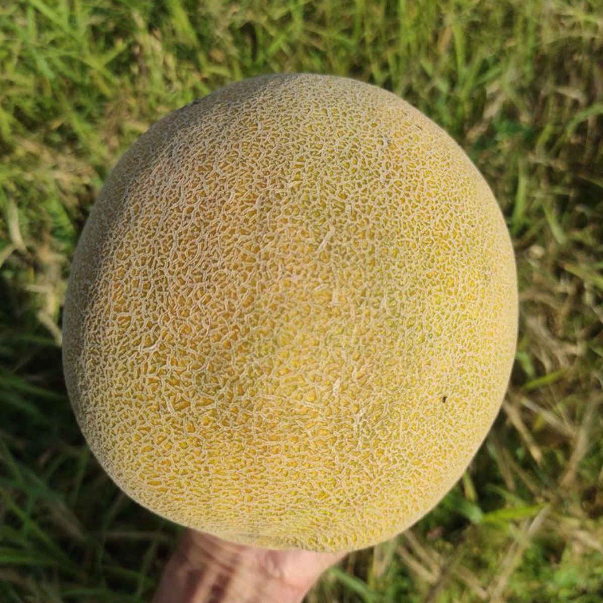 Сара (INX 1231) F1, Sara (INX 1231) F1 - диня, 100 насінин, INNOVA SEEDS