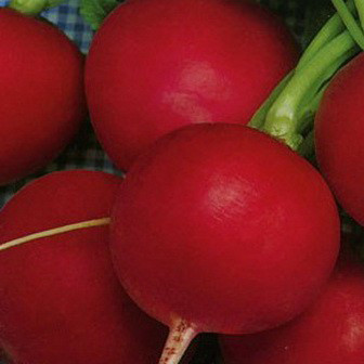 Червоний гігант, Red Giant - редис, 500 грам, Hortus