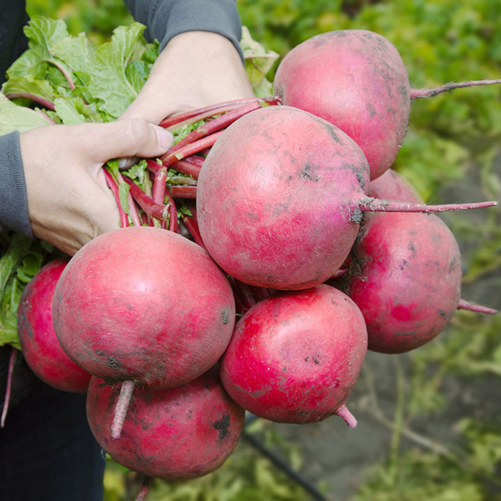 КС 2078 F1, KS 2078 F1 - редис, 50 грам, Kitano Seeds