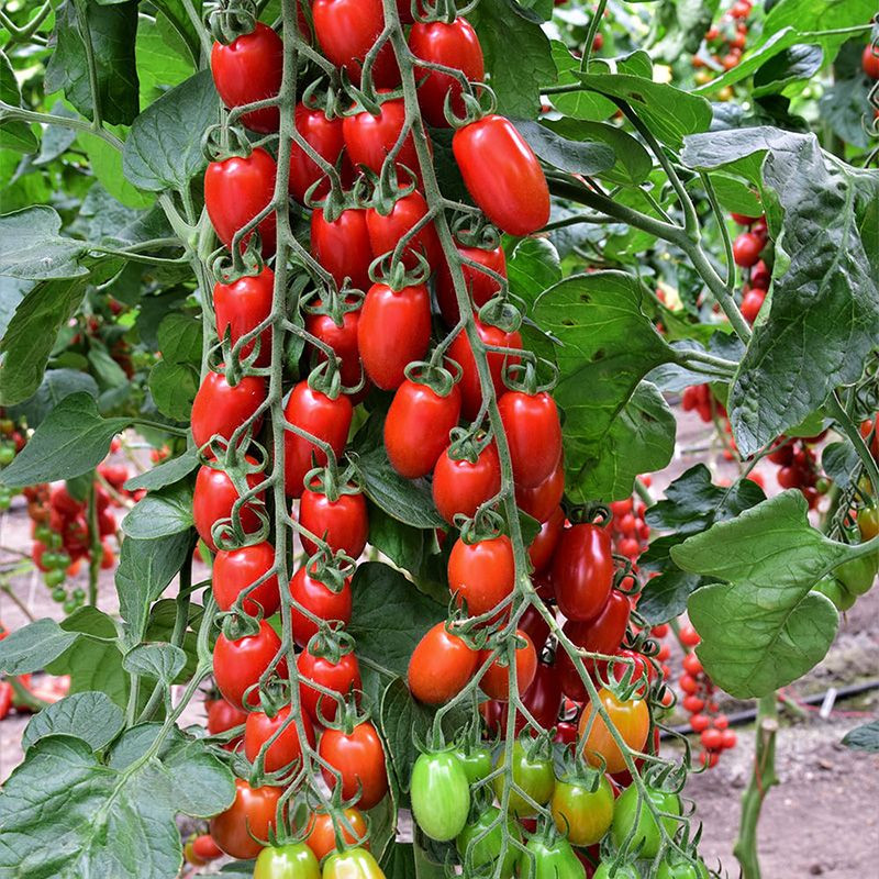 ES 51076 F1 - томат індетермінантний, 100 насінин, Ergon seeds