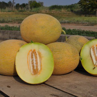 Радміла F1, Radmira F1 - диня, 1000 насінин, Yuksel Seeds