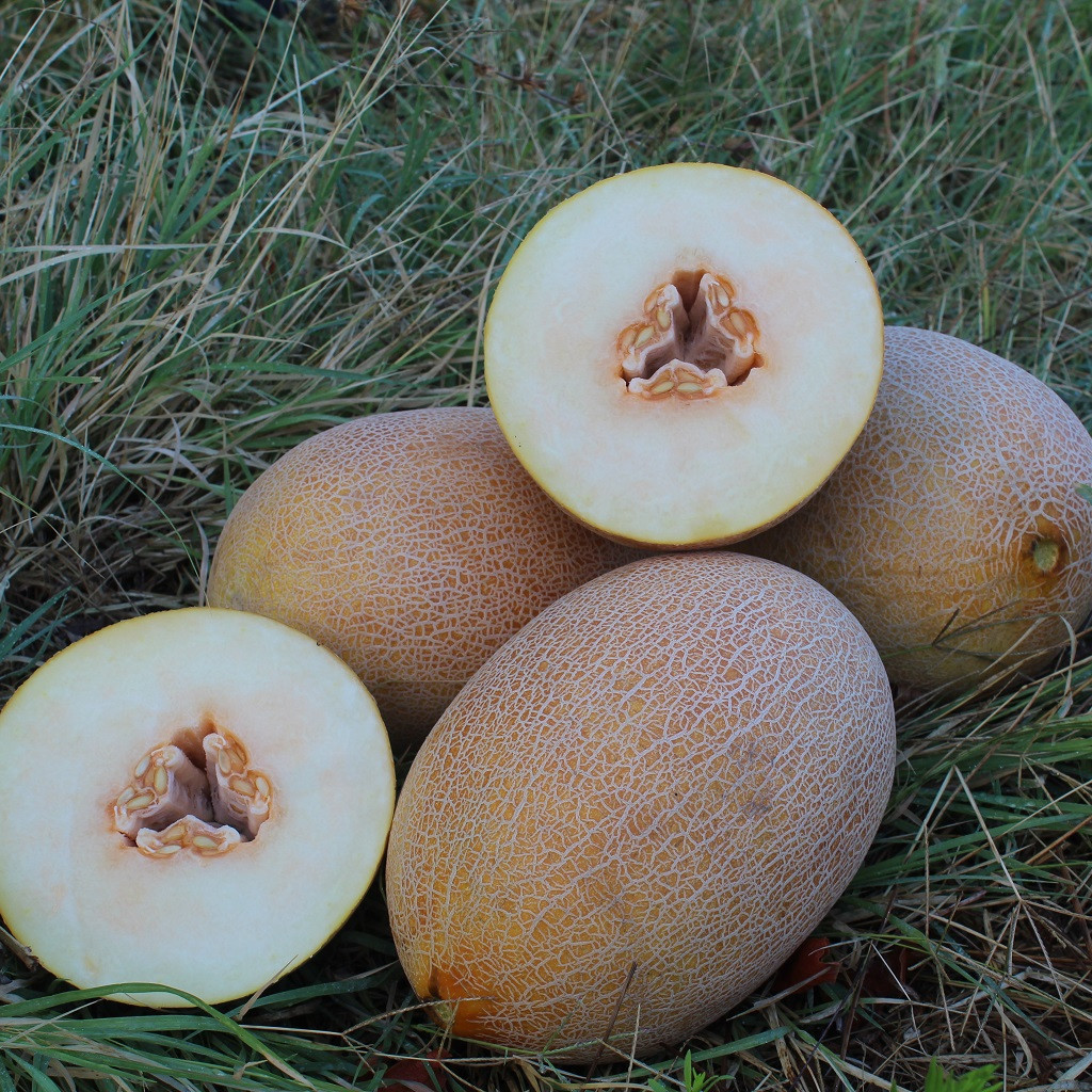PL 6310 F1 - диня, 100 насінин, Asia Seed