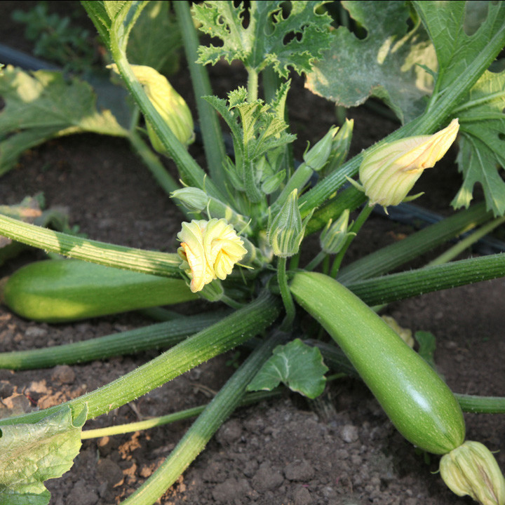 Язума (КС 3714) F1, Yazuma (KS 3714) F1 - кабачок, 1000 насінин, Kitano Seeds