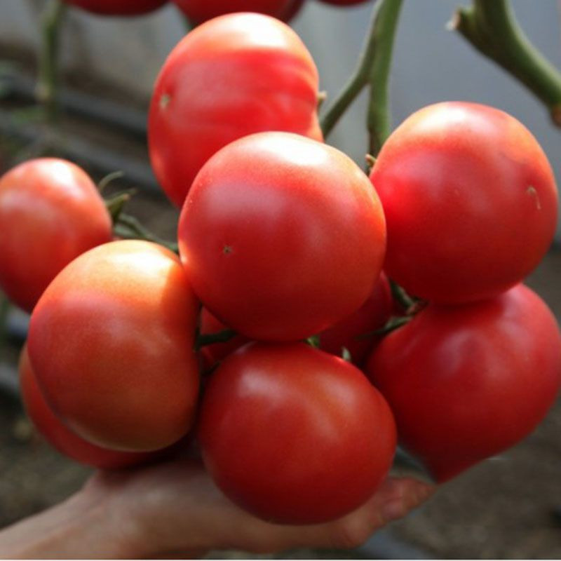 КС 311 F1, KS 311 F1 - томат індетермінантний, 100 насінин, Kitano Seeds