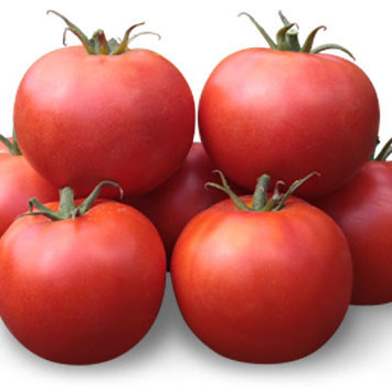 Хайд (КС 835) F1, Hayd (KS 835) F1 - томат детермінантний, 500 насінин, Kitano Seeds