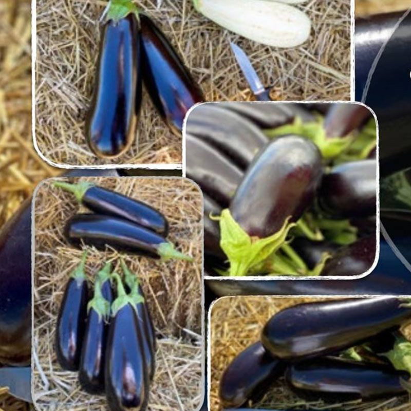 Брат F1, Brat F1 - баклажан, 500 насінин, Yuksel Seeds