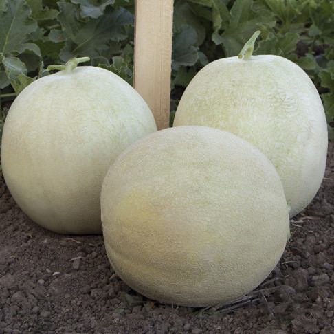 Міра F1 (КС 7037 F1), Mira F1 (KS 7037 F1) - диня, 1000 насінин, Kitano Seeds